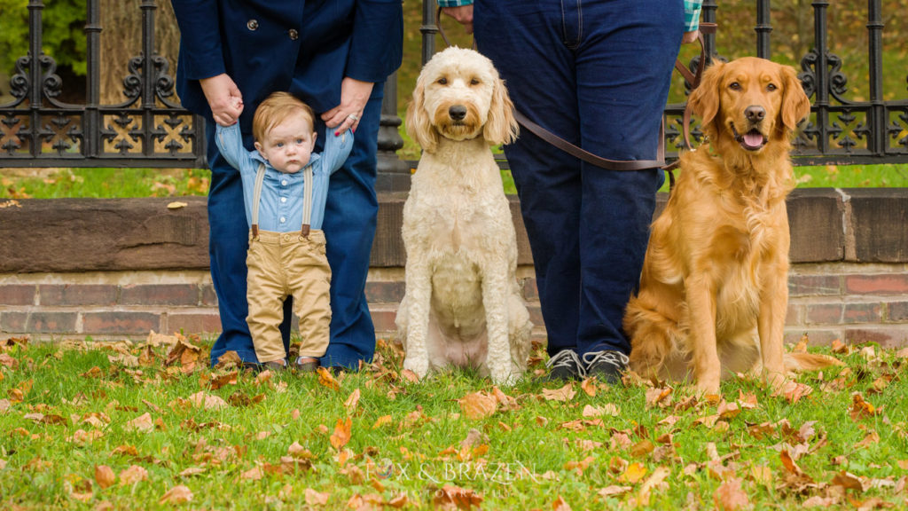 Toddler stands with two dogs