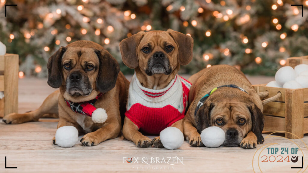 Three dogs sitting together, capturing a joyful start to the year.
