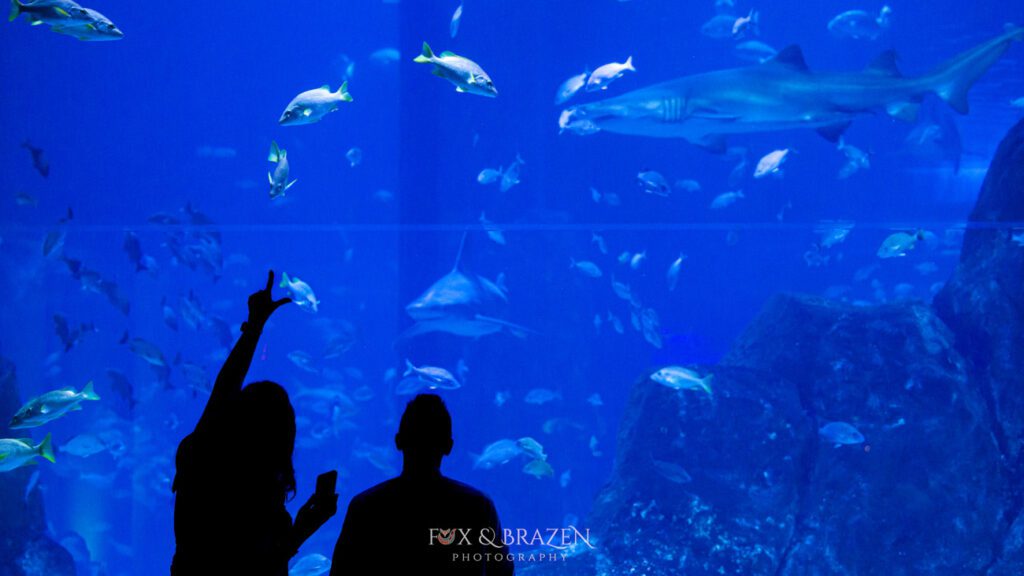 Silhouettes admiring sharks at Adventure Aquarium exhibit