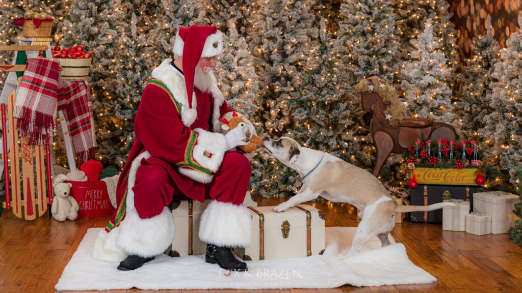 Santa Claus playing tug of war with a tan and white dog in front of Christmas trees.